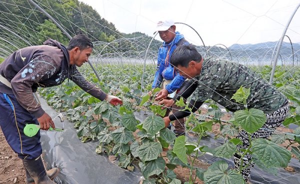 【参考写真】 江原道（カンウォンド）華川（ファチョン）郡の農家で季節勤労を行う外国人。聯合ニュース提供。
